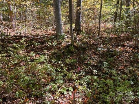 99999 Moody Cove Road Weaverville, NC 28787 - Photo 4 of 20 a view of a yard with a tree