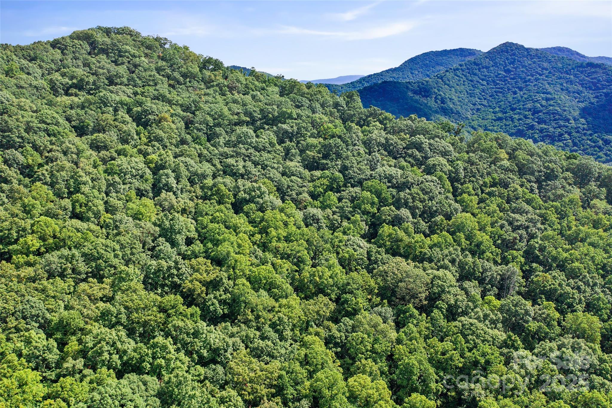 99999 Moody Cove Road Weaverville, NC 28787 - Photo 9 of 20 a view of a large yard with a tree