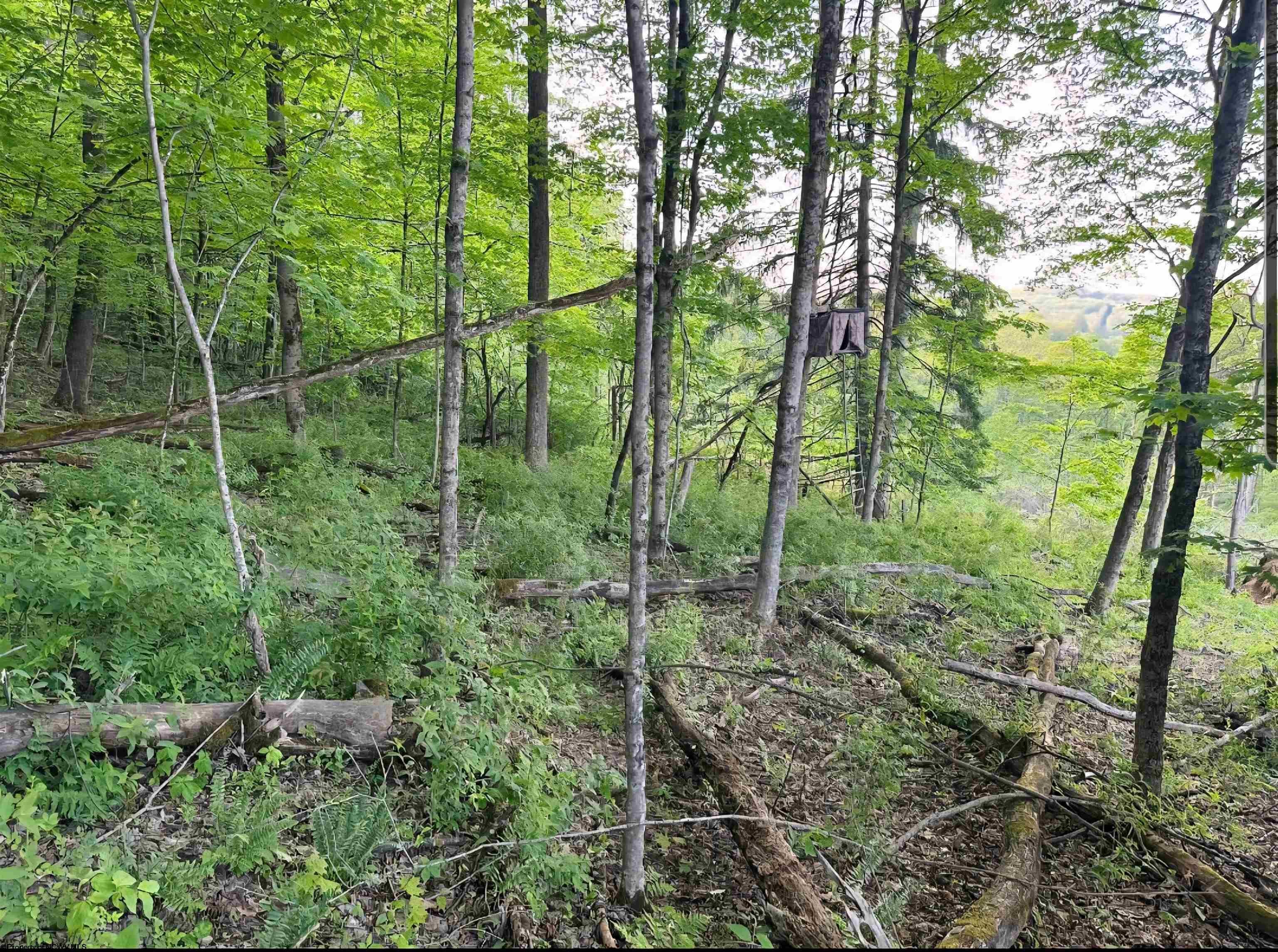 667 Midway Road Belington, WV 26250 - Photo 17 of 23 Gallery Image 17