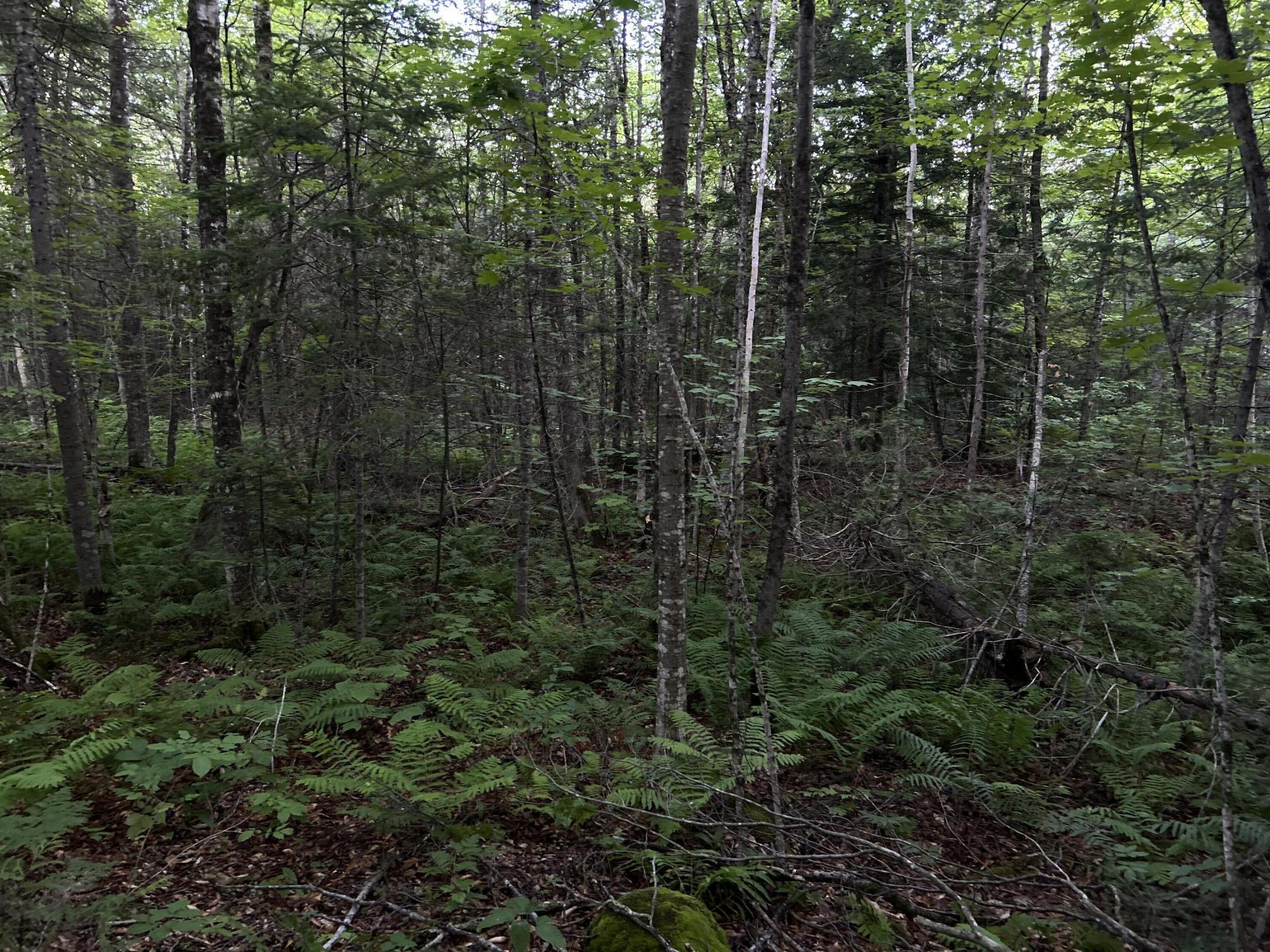 24a Anson Valley Road New Vineyard, ME 04956 - Photo 59 of 93 IMG_4894