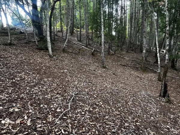 a view of a forest with trees in the background