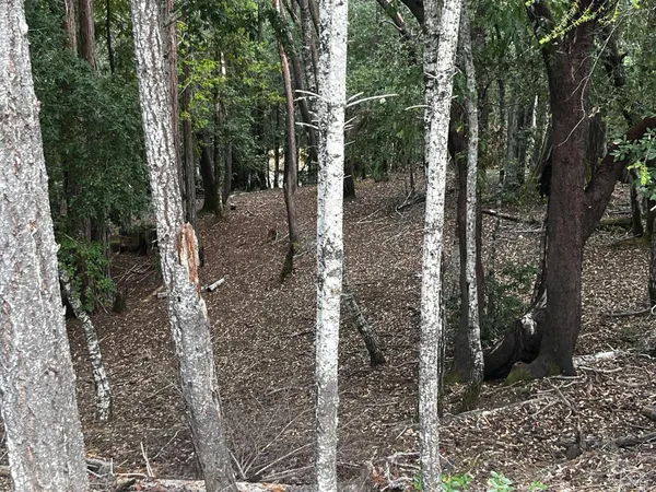a view of a forest with trees