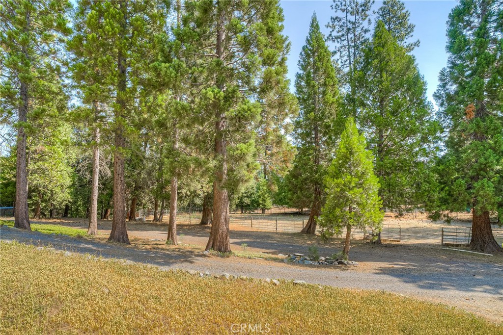 3635 Charqui Court Oroville, CA 95965 - Photo 13 of 75 a view of a yard with plants and trees