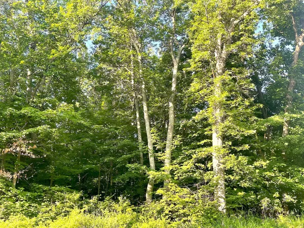 $19,900 | Tbd Blue Water Beach Road Northwest, Walker, MN 56484