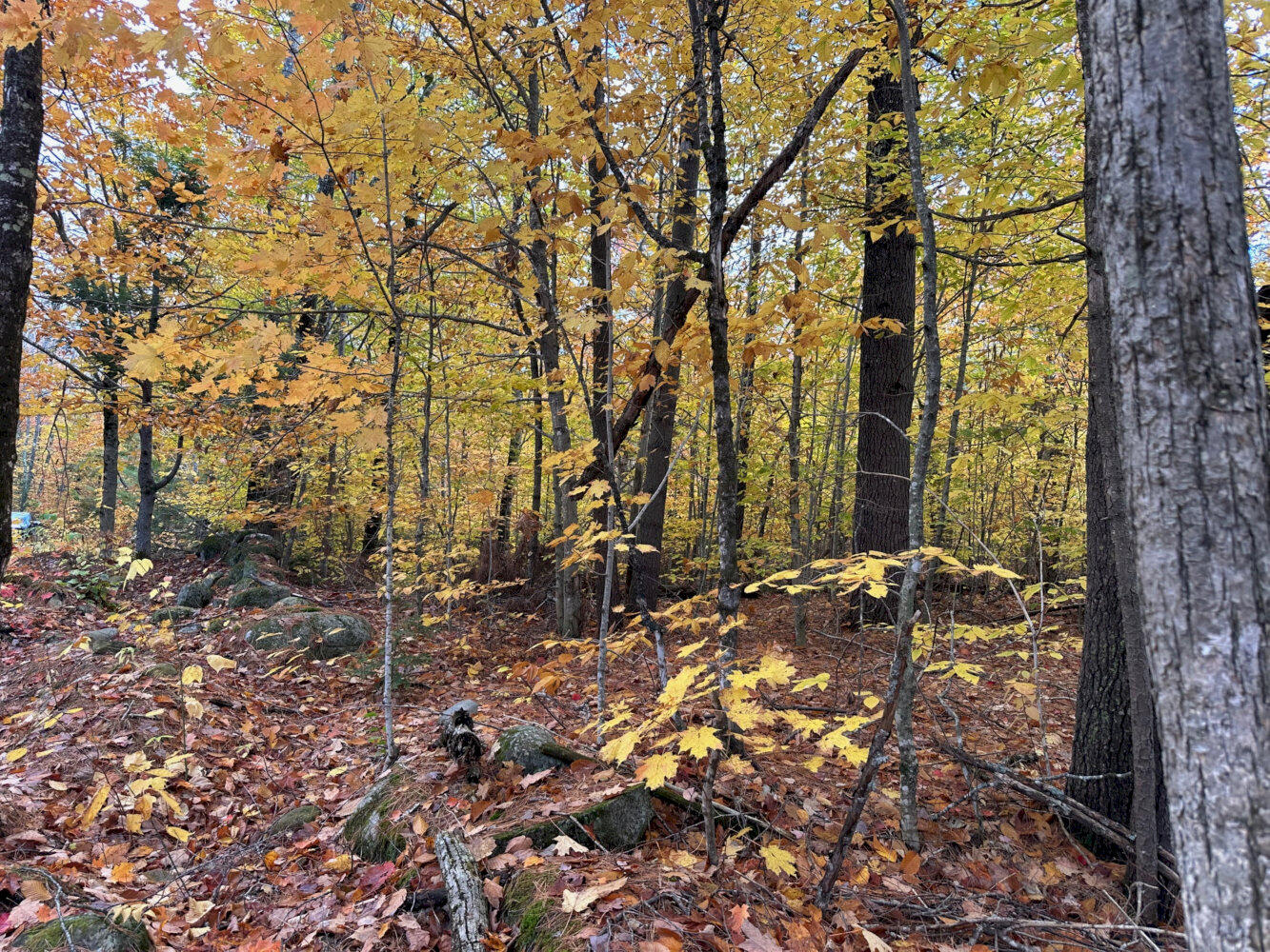 M1-l19 Homestead Hill Road Mercer, ME 04957 - Photo 3 of 9 IMG_2380_result