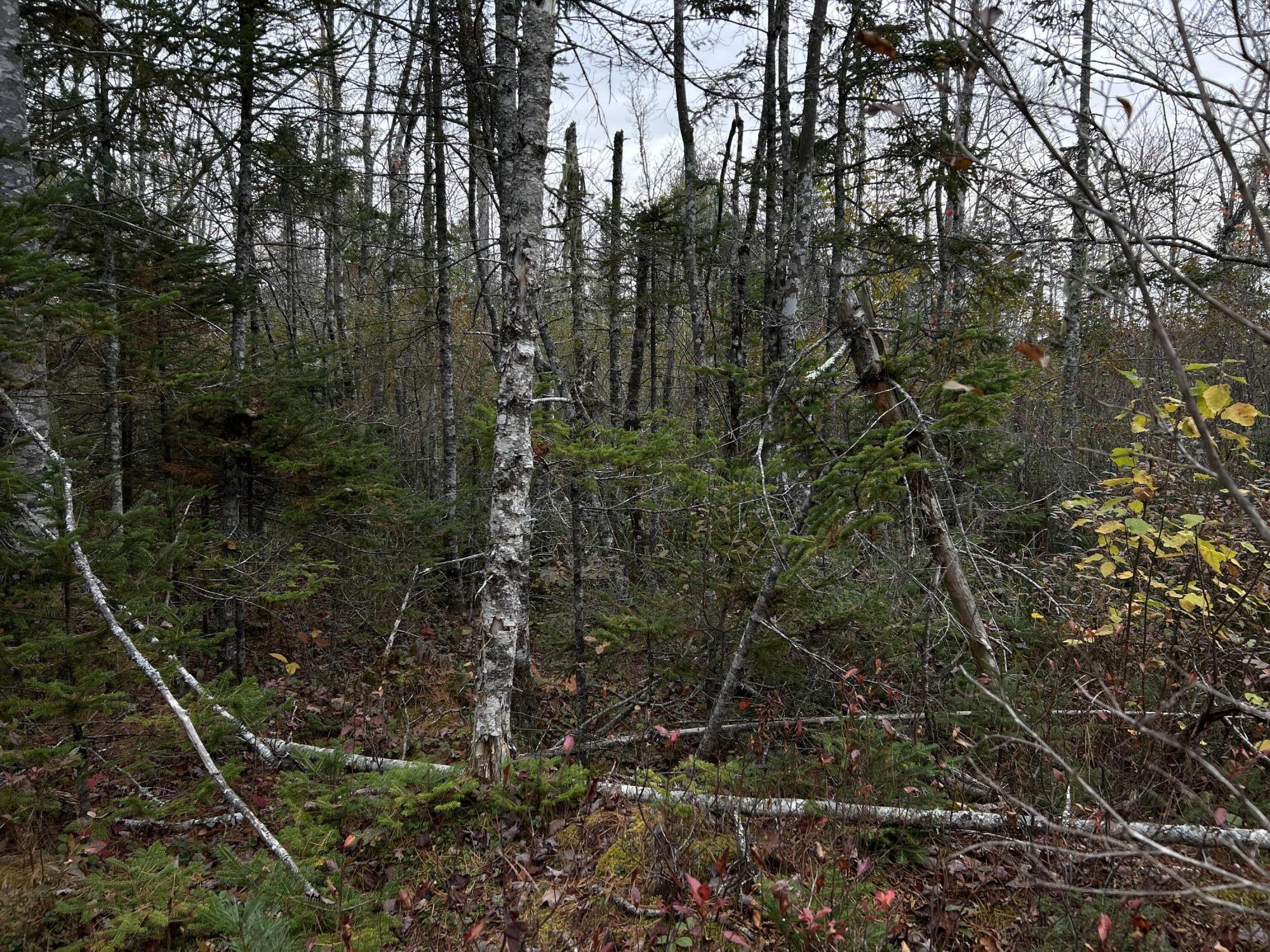 401 Genthner Road Waldoboro, ME 04572 - Photo 9 of 35