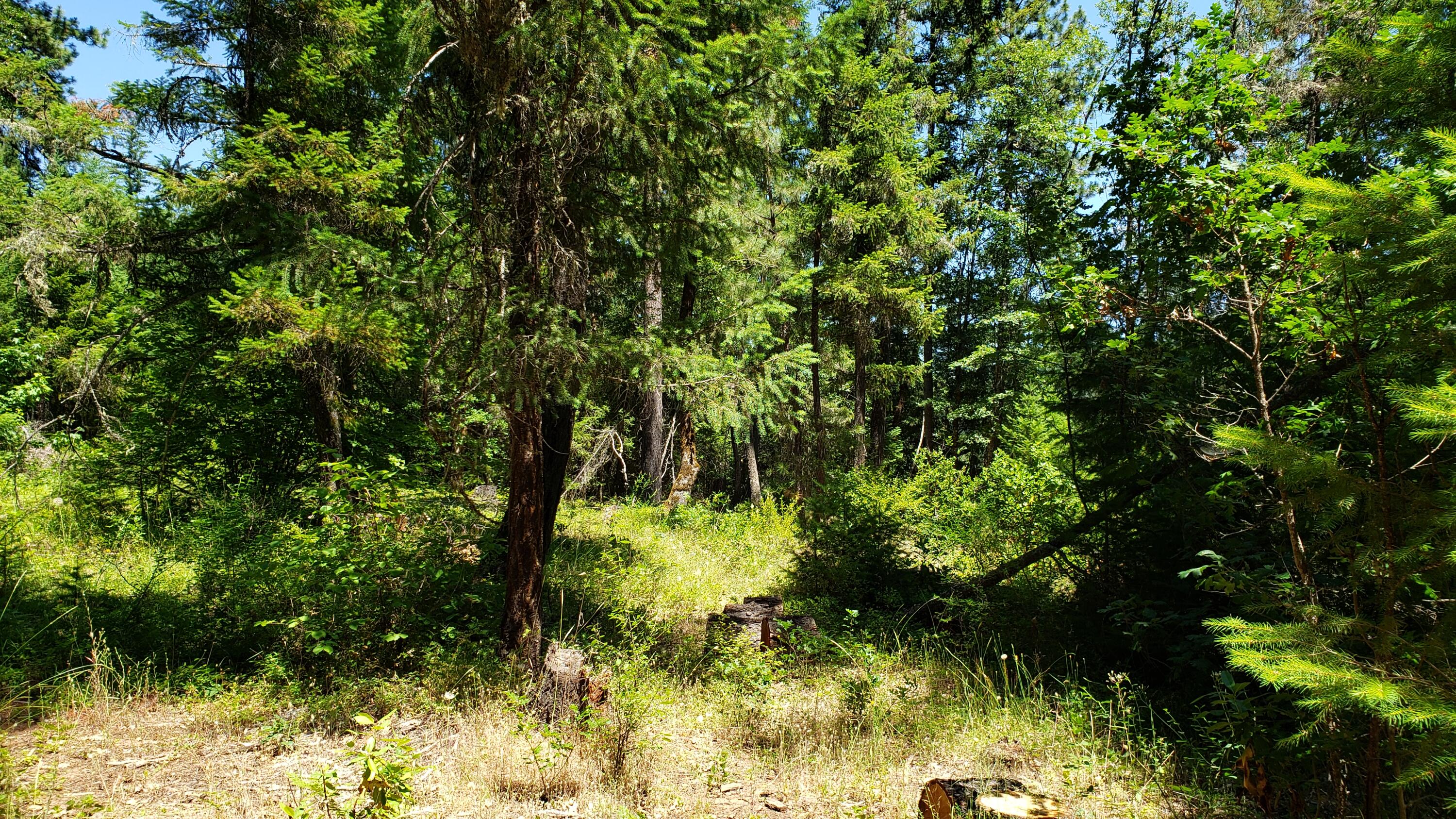 11241 Elk Creek Road Trail, OR 97541 - Photo 15 of 16 20230630_135157