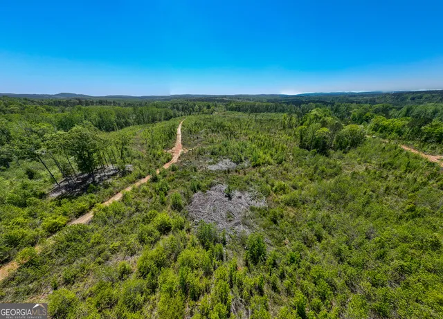 a view of a park with large trees