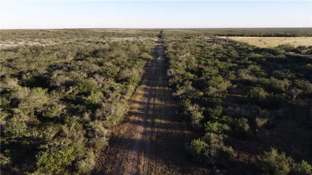 a close up of a plant in a garden