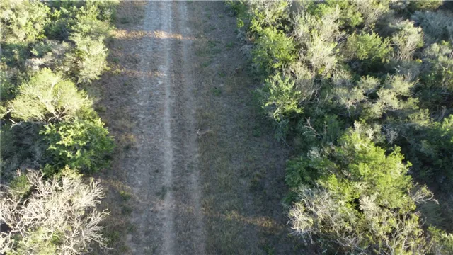 a view of a tree in a yard