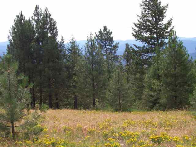 Tbd Lt J Old Dominion Road Colville, WA 99114 - Photo 3 of 4 Gallery Image 3
