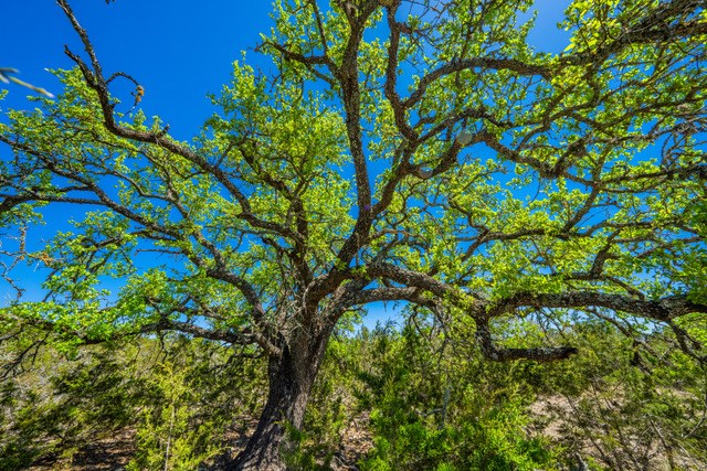 1135 Byas Springs Road Mountain Home, TX 78058 - Photo 14 of 23 a backyard of a building