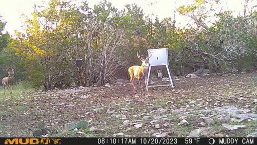 1135 Byas Springs Road Mountain Home, TX 78058 - Photo 18 of 23 a view of a backyard with chairs