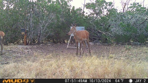1135 Byas Springs Road Mountain Home, TX 78058 - Photo 21 of 23 a backyard of a house with table and chairs