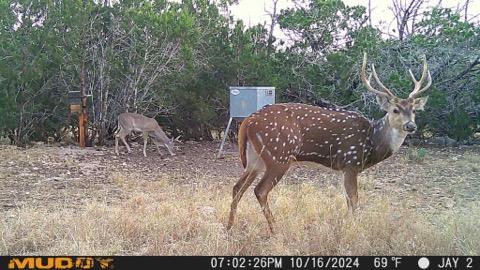 1135 Byas Springs Road Mountain Home, TX 78058 - Photo 23 of 23 a view of an outdoor space