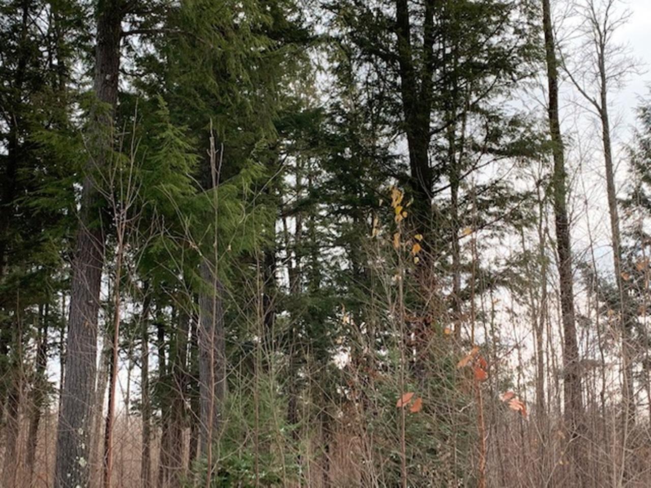 2 Beaver Lodge Road Mercer, WI 54547 - Photo 1 of 8 Gallery Image 1