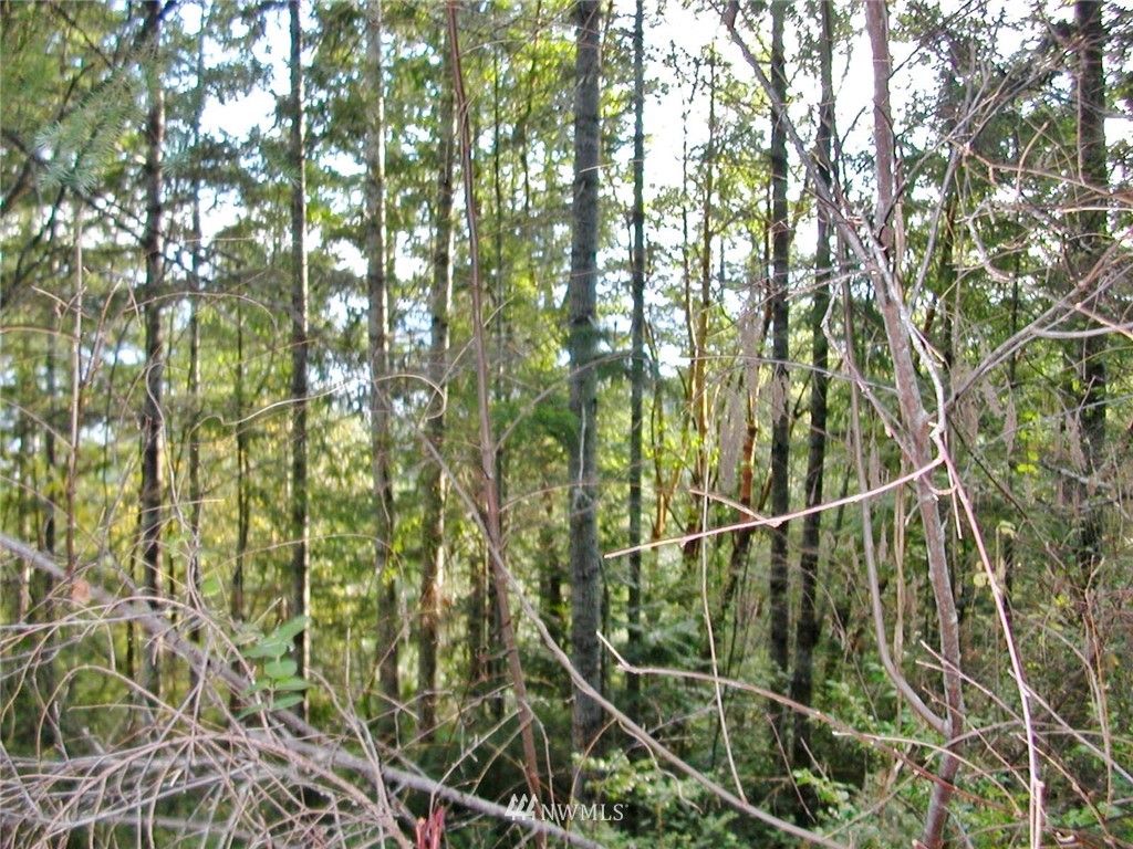 801901 Yashi Road Brinnon, WA 98320 - Photo 12 of 14 Gallery Image 12