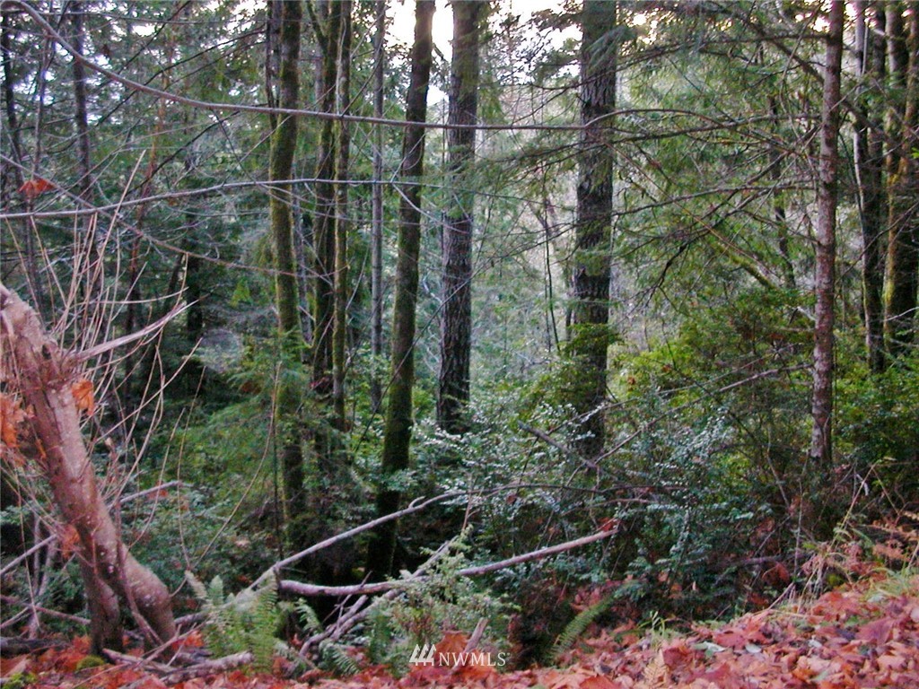 801901 Yashi Road Brinnon, WA 98320 - Photo 13 of 14 Gallery Image 13