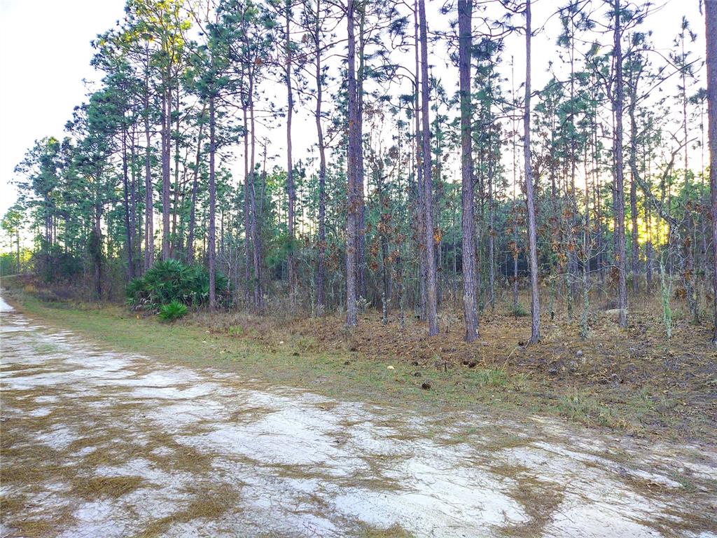 Tbd Southwest 127th Ave Road Ocala, FL 34481 - Photo 4 of 13 Gallery Image 4