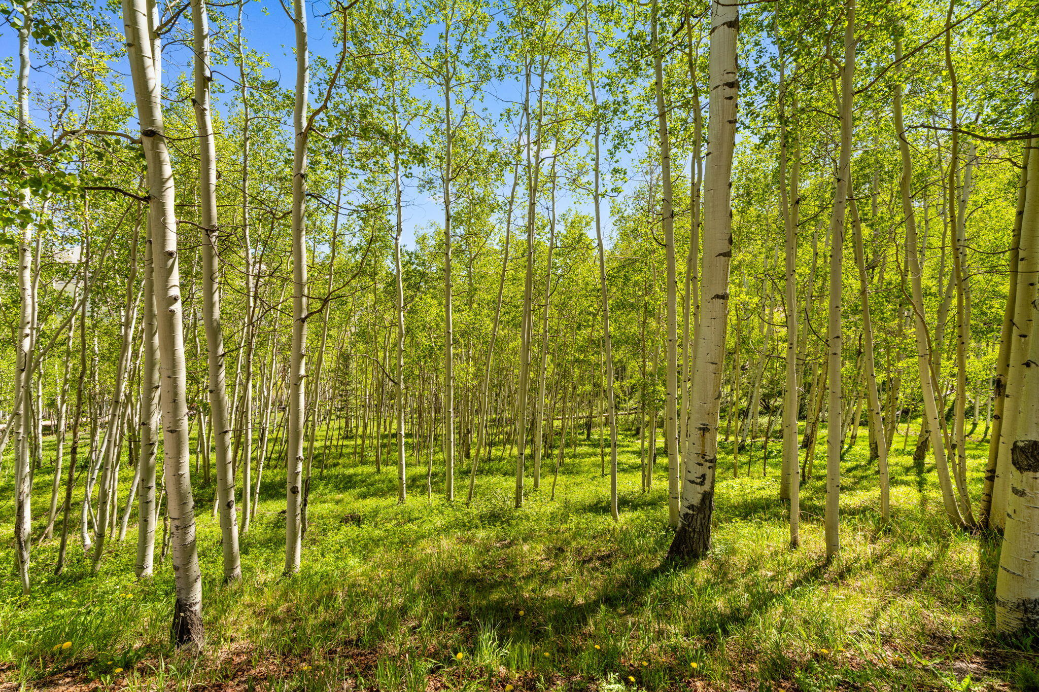 Tbd Wapiti Road Telluride, CO 81435 - Photo 12 of 20 Wapiti Lot 37