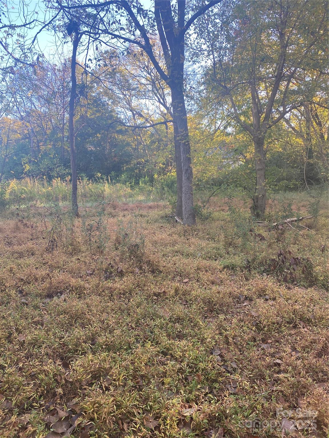 a view of a yard with a tree