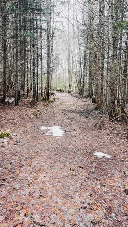 $130,000 | 0 Shadow Lake Road, Glover, VT 05839