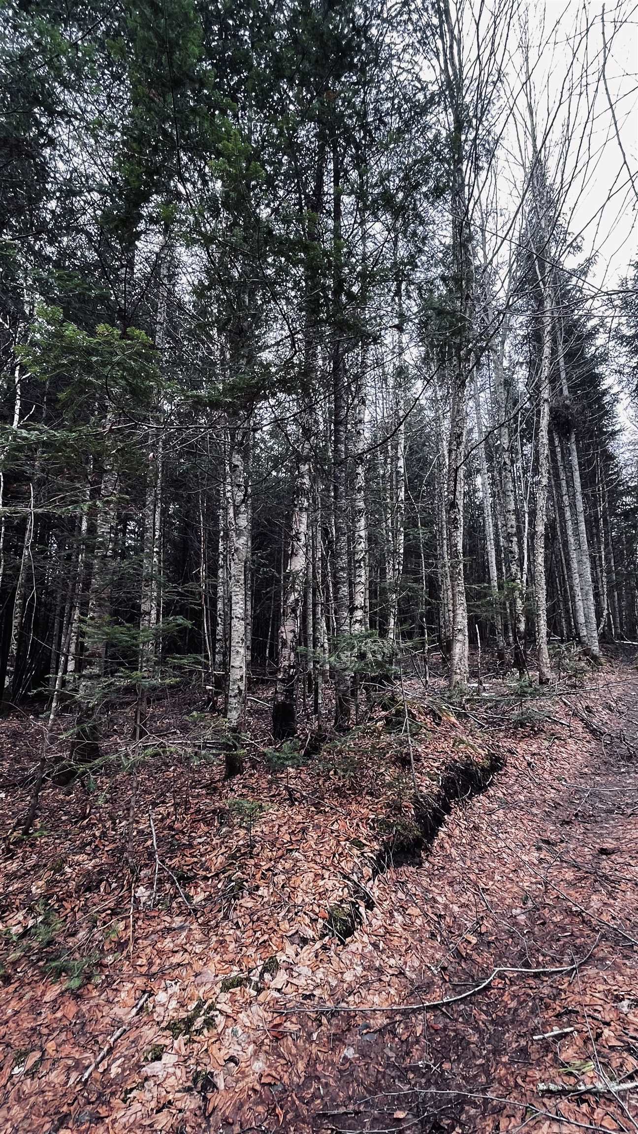 0 Shadow Lake Road Glover, VT 05839 - Photo 37 of 45