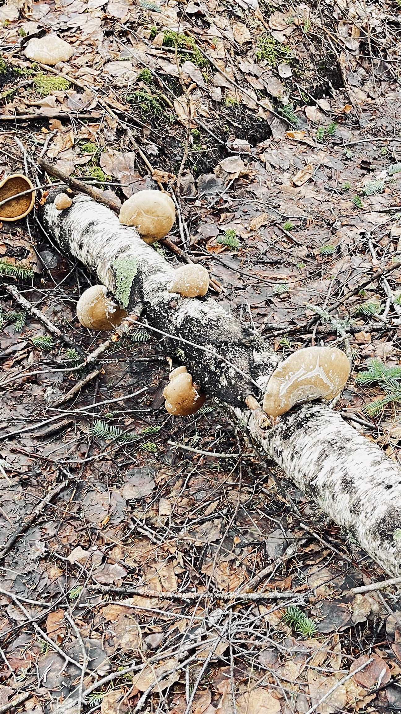 0 Shadow Lake Road Glover, VT 05839 - Photo 39 of 45