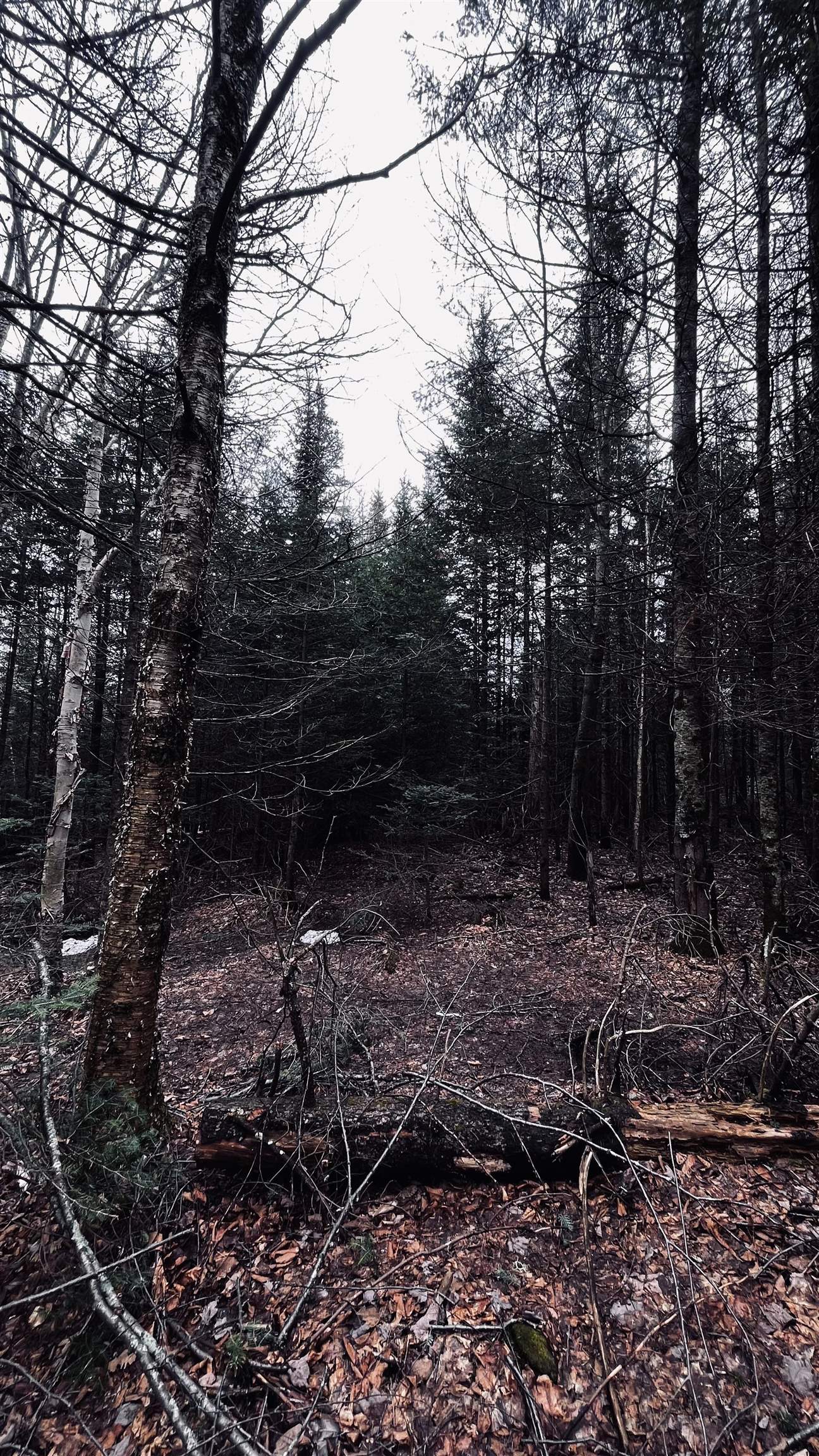 0 Shadow Lake Road Glover, VT 05839 - Photo 40 of 45