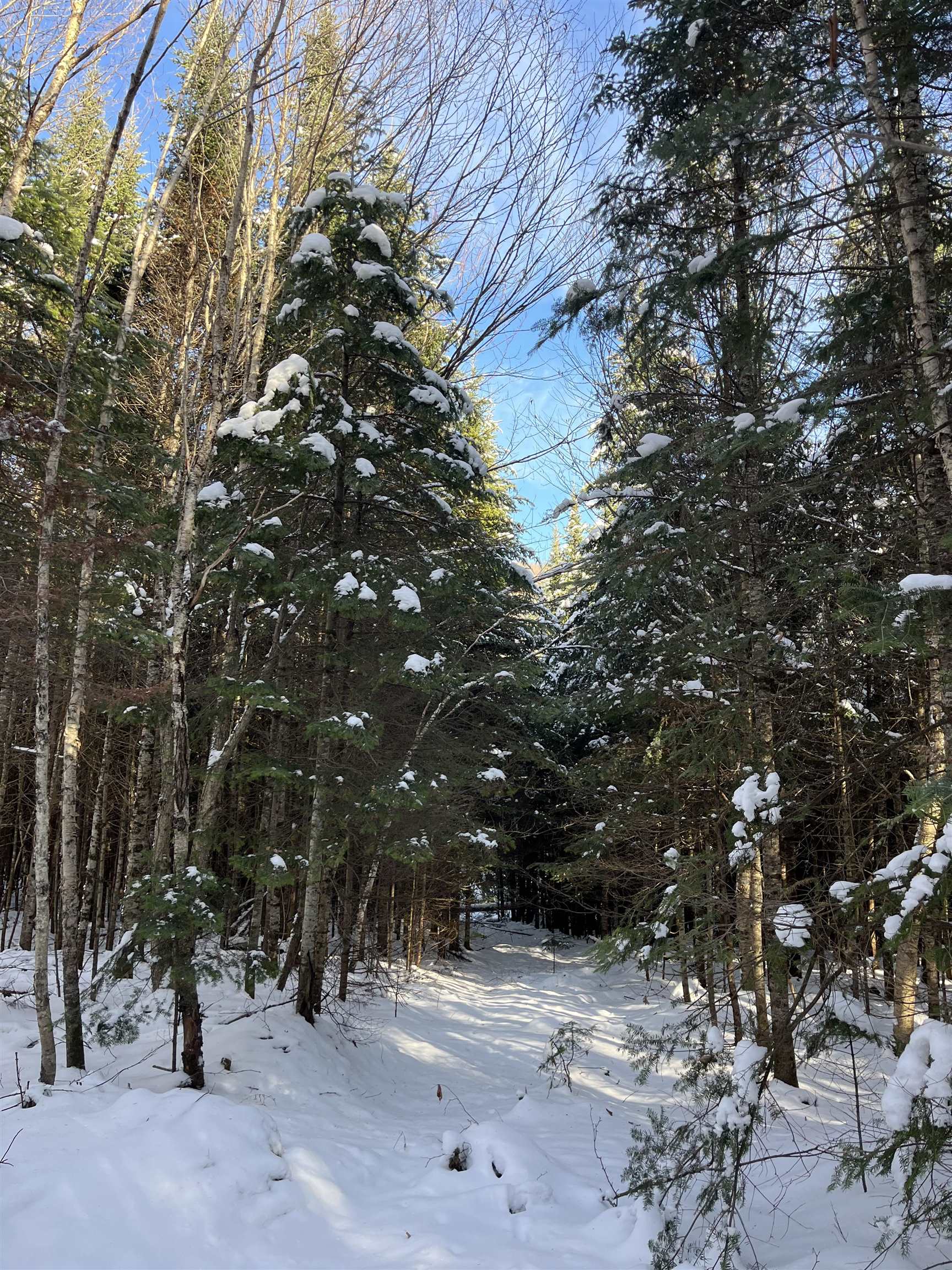 0 Shadow Lake Road Glover, VT 05839 - Photo 4 of 45