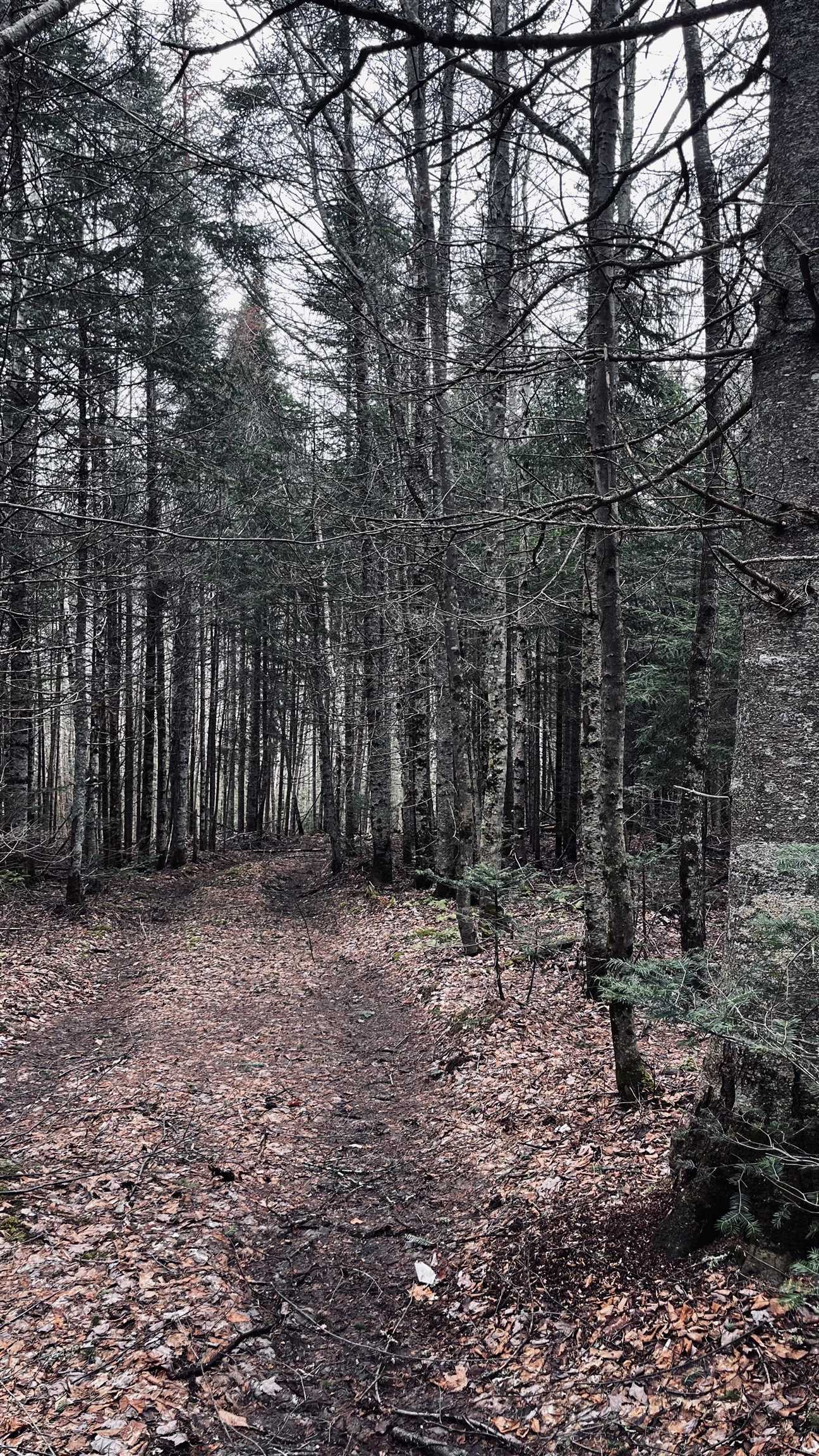 0 Shadow Lake Road Glover, VT 05839 - Photo 41 of 45