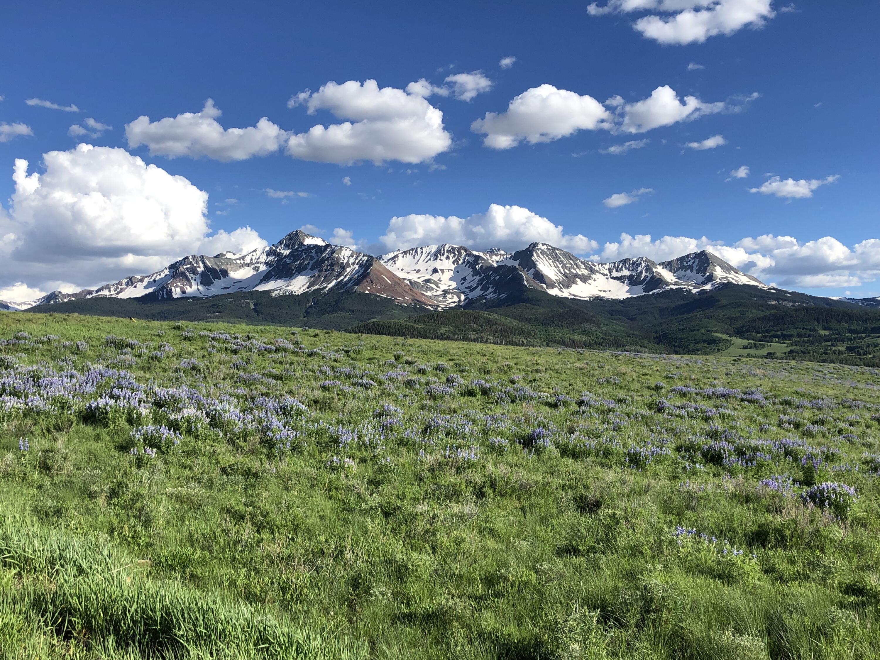 1925 East Anderson Road Placerville, CO 81430 - Photo 38 of 40 a view of a bunch of of green space