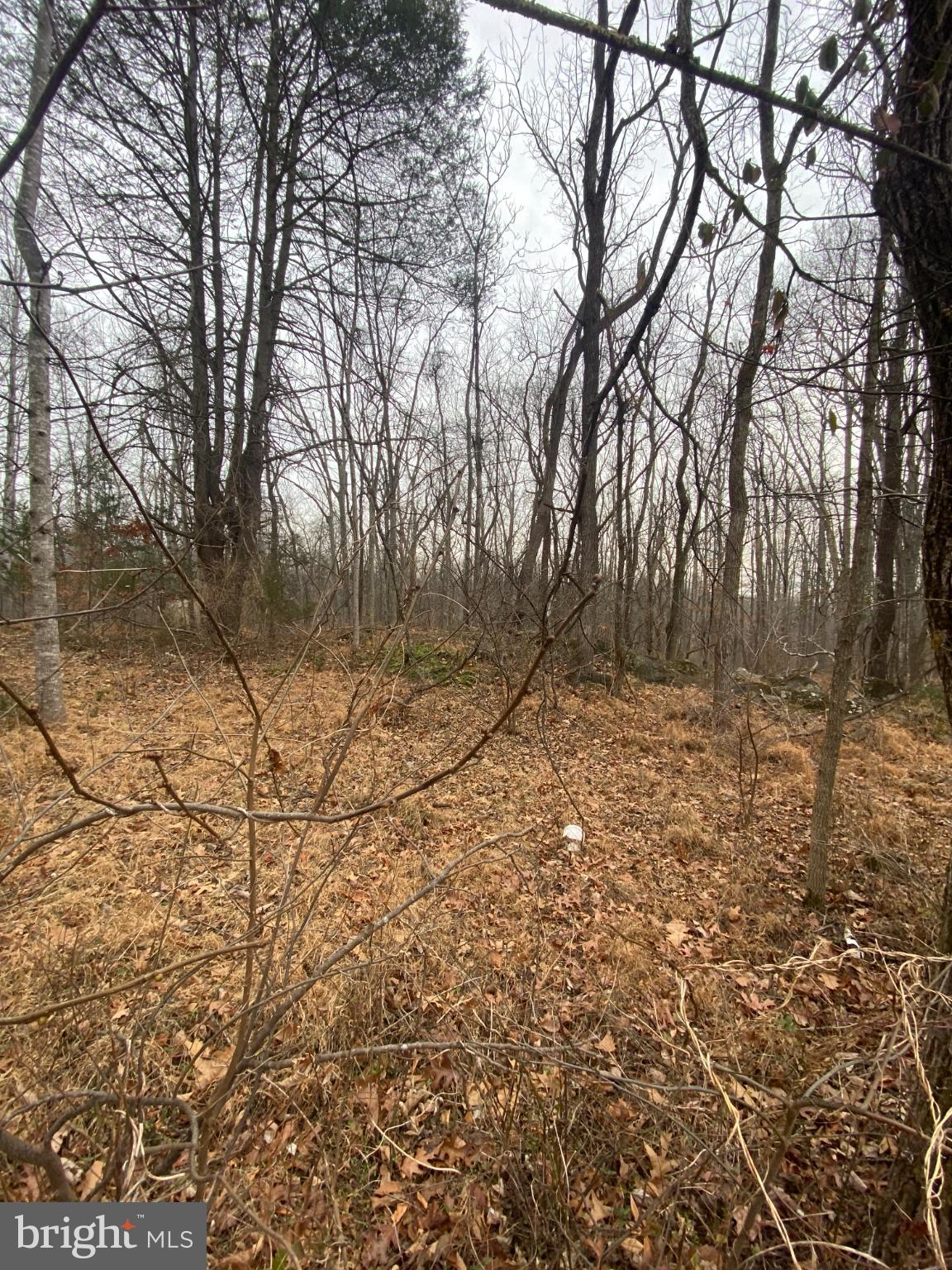 0 Settle School Road Rixeyville, VA 22737 - Photo 8 of 9 Serene woodland landscape in early spring.