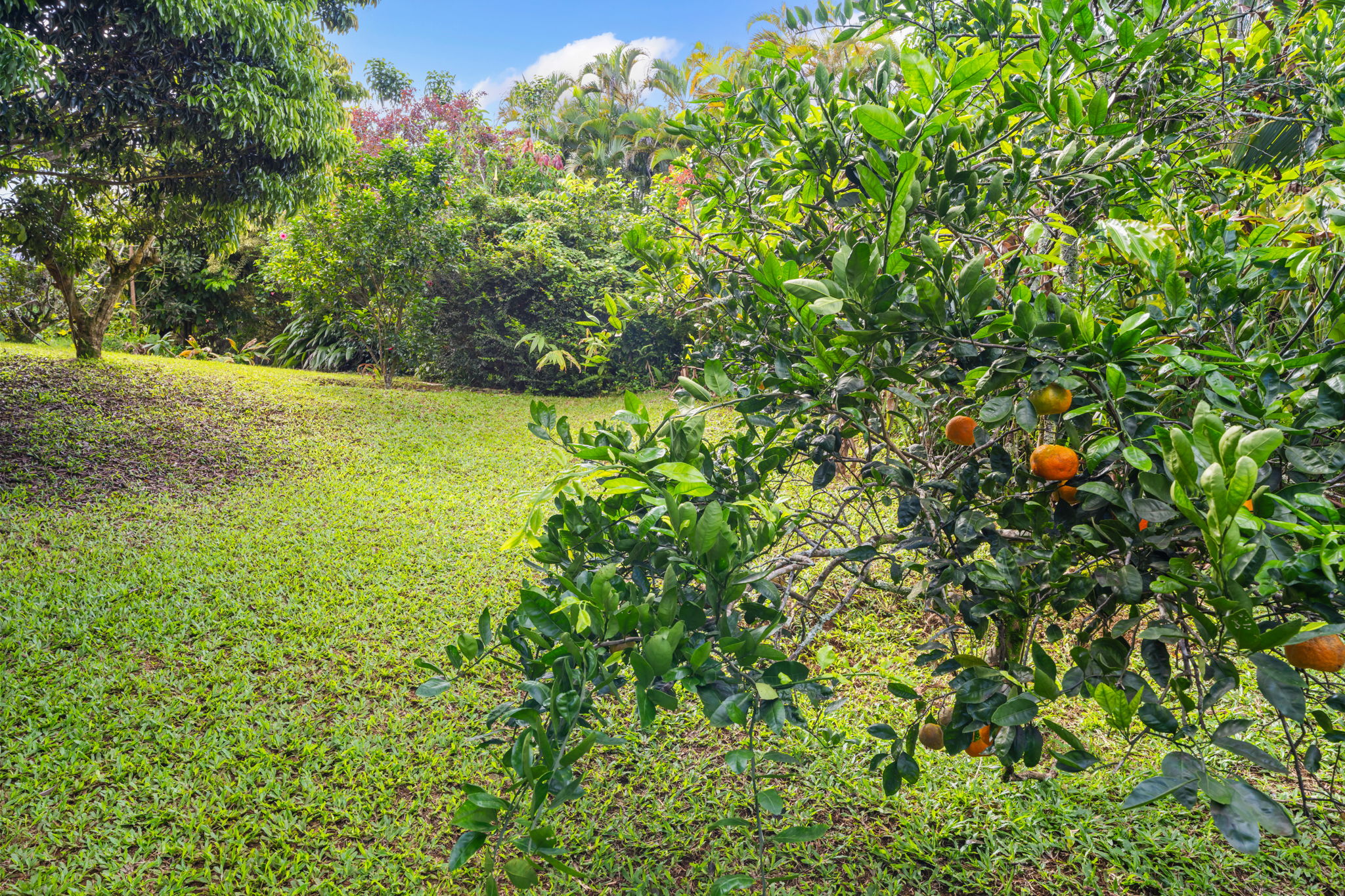 6250 Olohena Road, Unit 2 Kapaa, HI 96746 - Photo 26 of 29 a view of a yard with plants and large trees