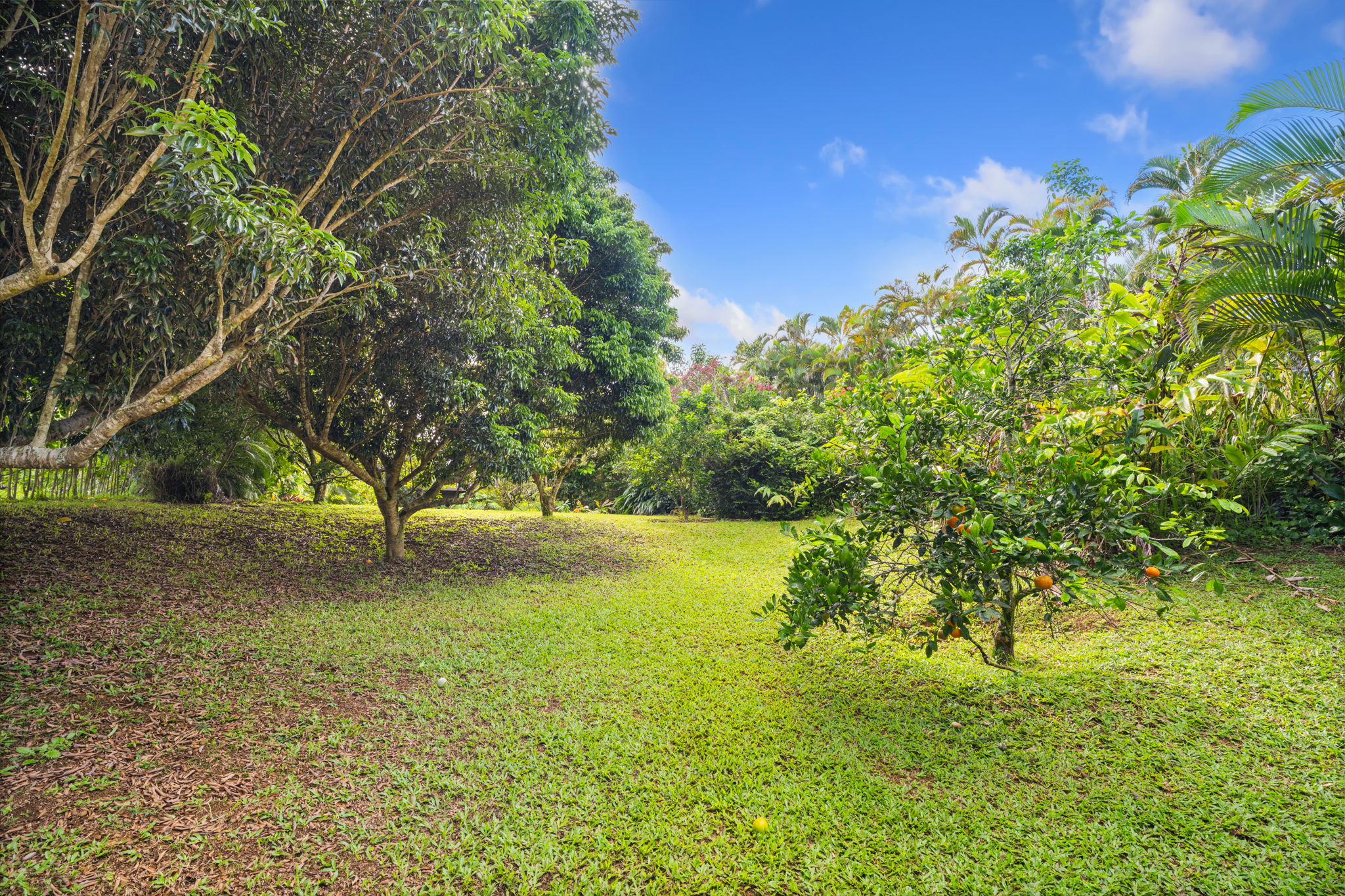 6250 Olohena Road, Unit 2 Kapaa, HI 96746 - Photo 27 of 29 a view of yard with trees
