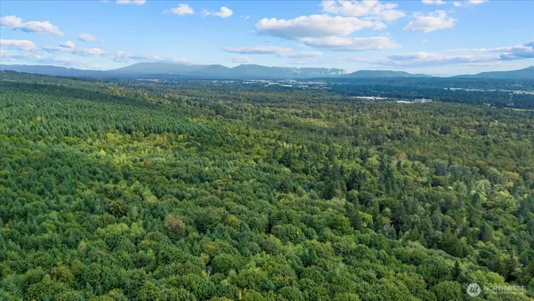 a view of a lush green forest with trees in the background