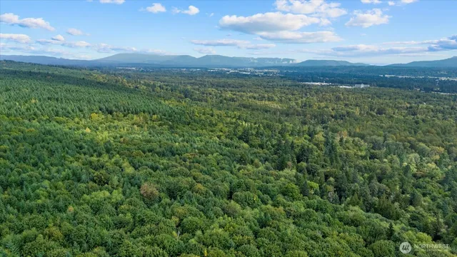 a view of a lush green forest with trees in the background