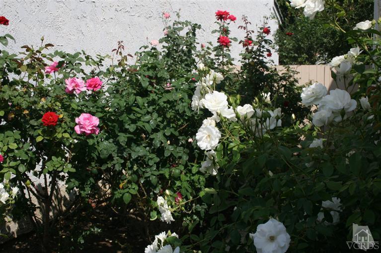 5689 Cochran Street Simi Valley, CA 93063 - Photo 9 of 13 a view of a flower