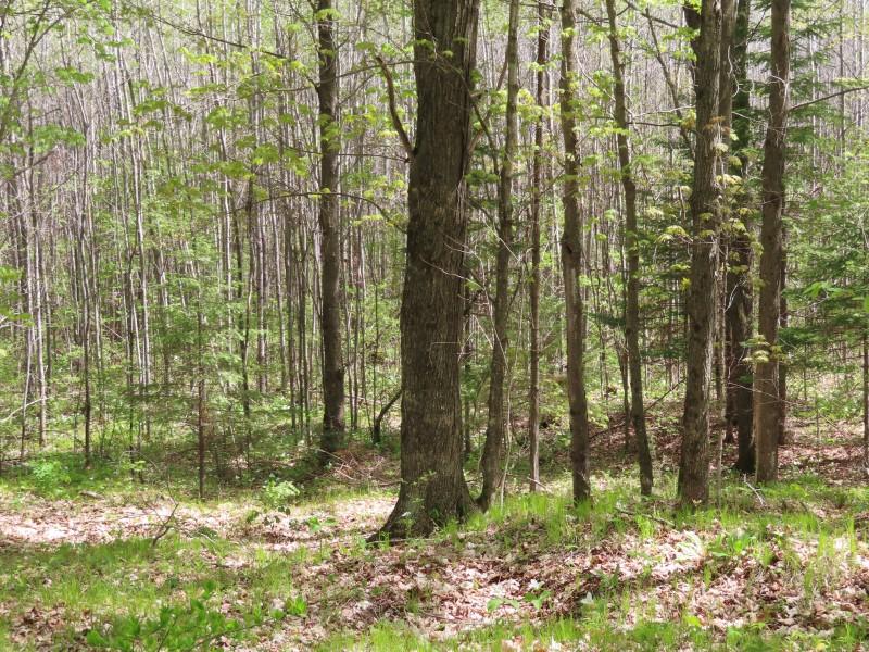 On Sand Lake Road, Unit 15 ACRES Crandon, WI 54520 - Photo 5 of 22 Gallery Image 5