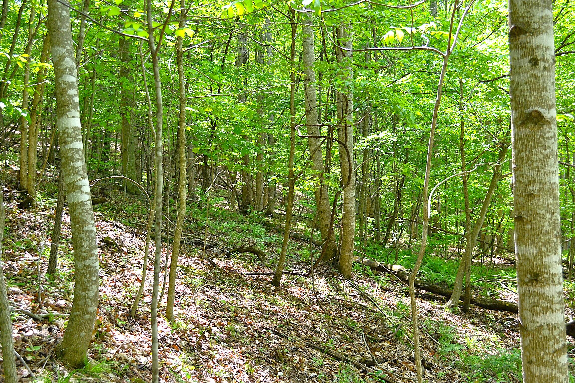 Germany Road Renick, WV 24966 - Photo 22 of 22 Gallery Image 22