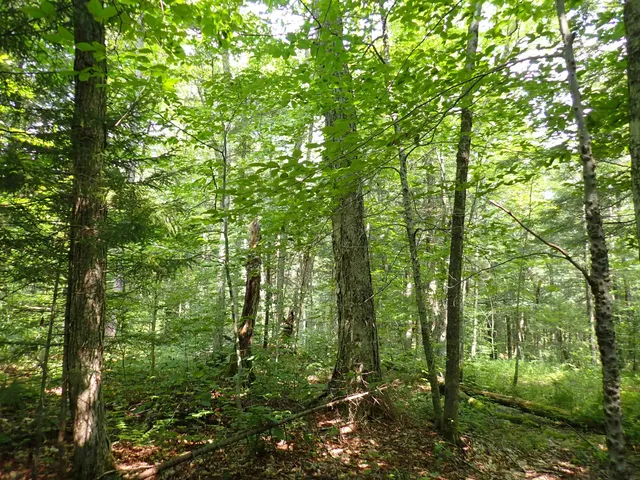 $428,000 | 0 Bog Road, Belvidere Center, VT 05442