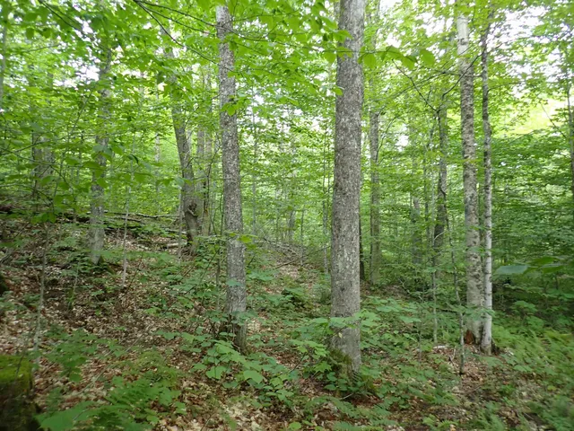 $428,000 | 0 Bog Road, Belvidere Center, VT 05442