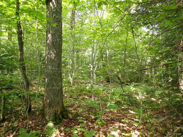 $428,000 | 0 Bog Road, Belvidere Center, VT 05442