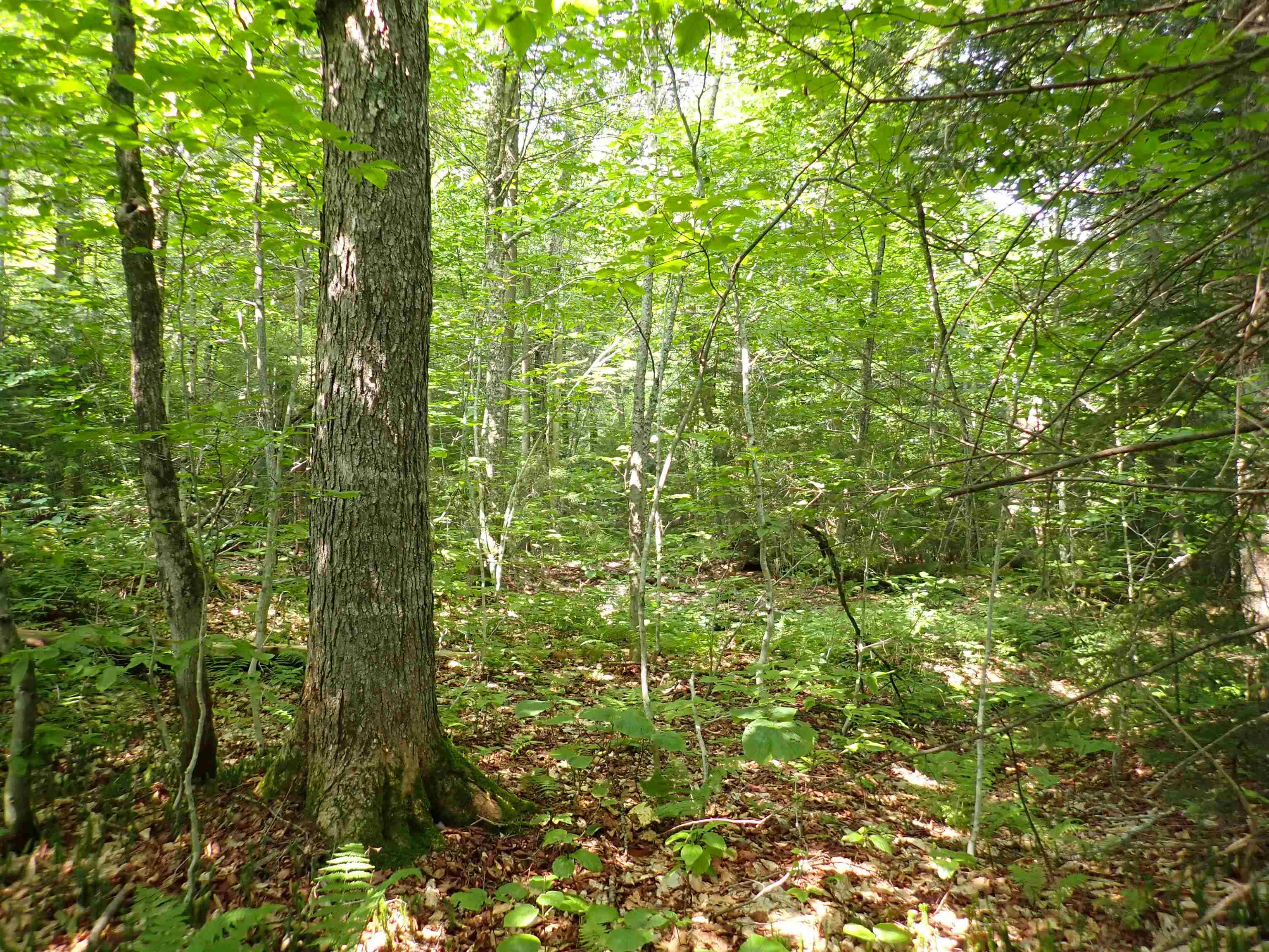 0 Bog Road Belvidere Center, VT 05442 - Photo 6 of 20