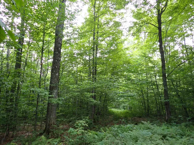 $428,000 | 0 Bog Road, Belvidere Center, VT 05442