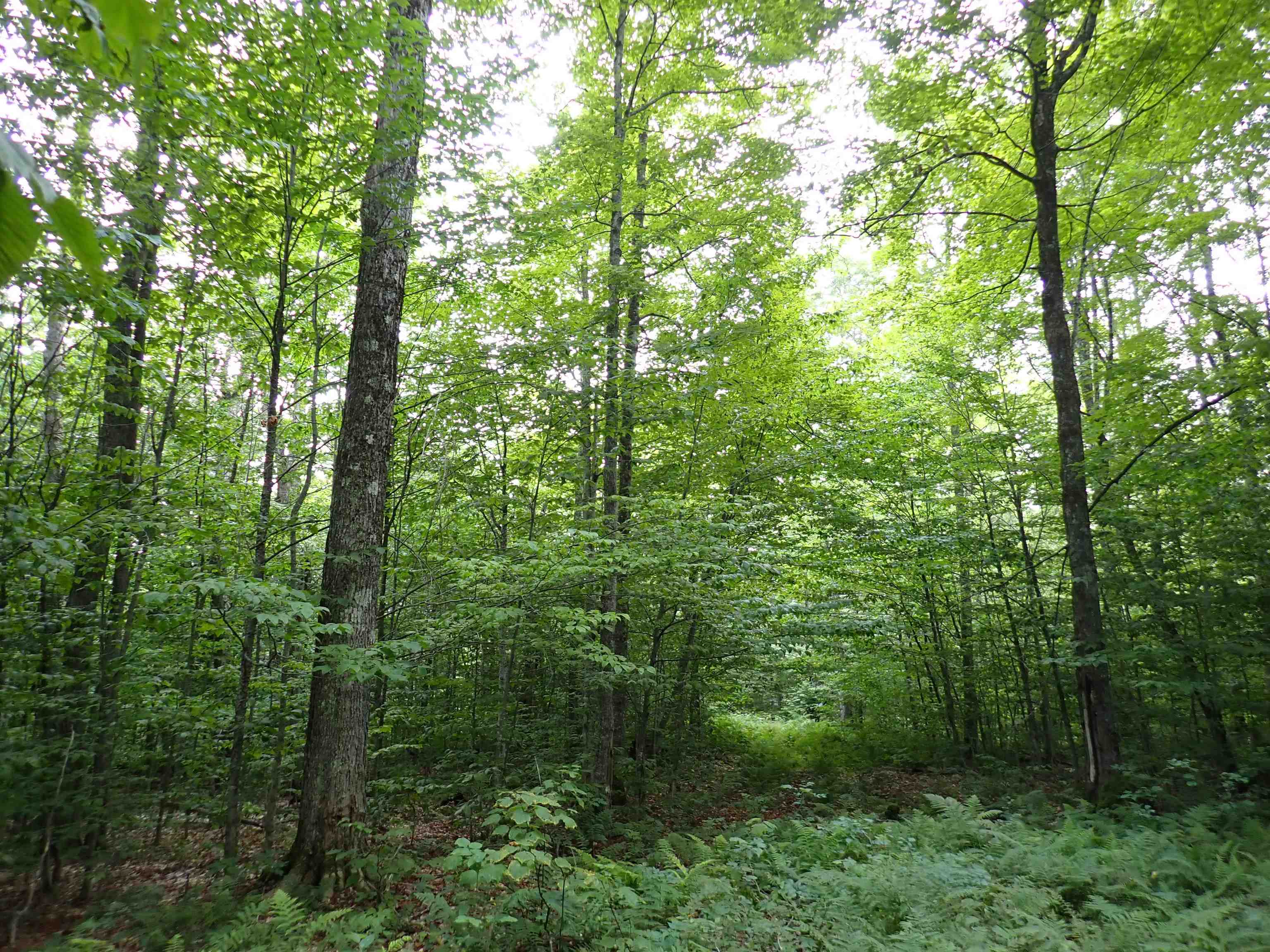 0 Bog Road Belvidere Center, VT 05442 - Photo 7 of 20