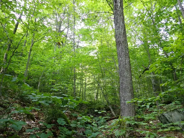 $420,000 | 0 Bog Road, Belvidere Center, VT 05442