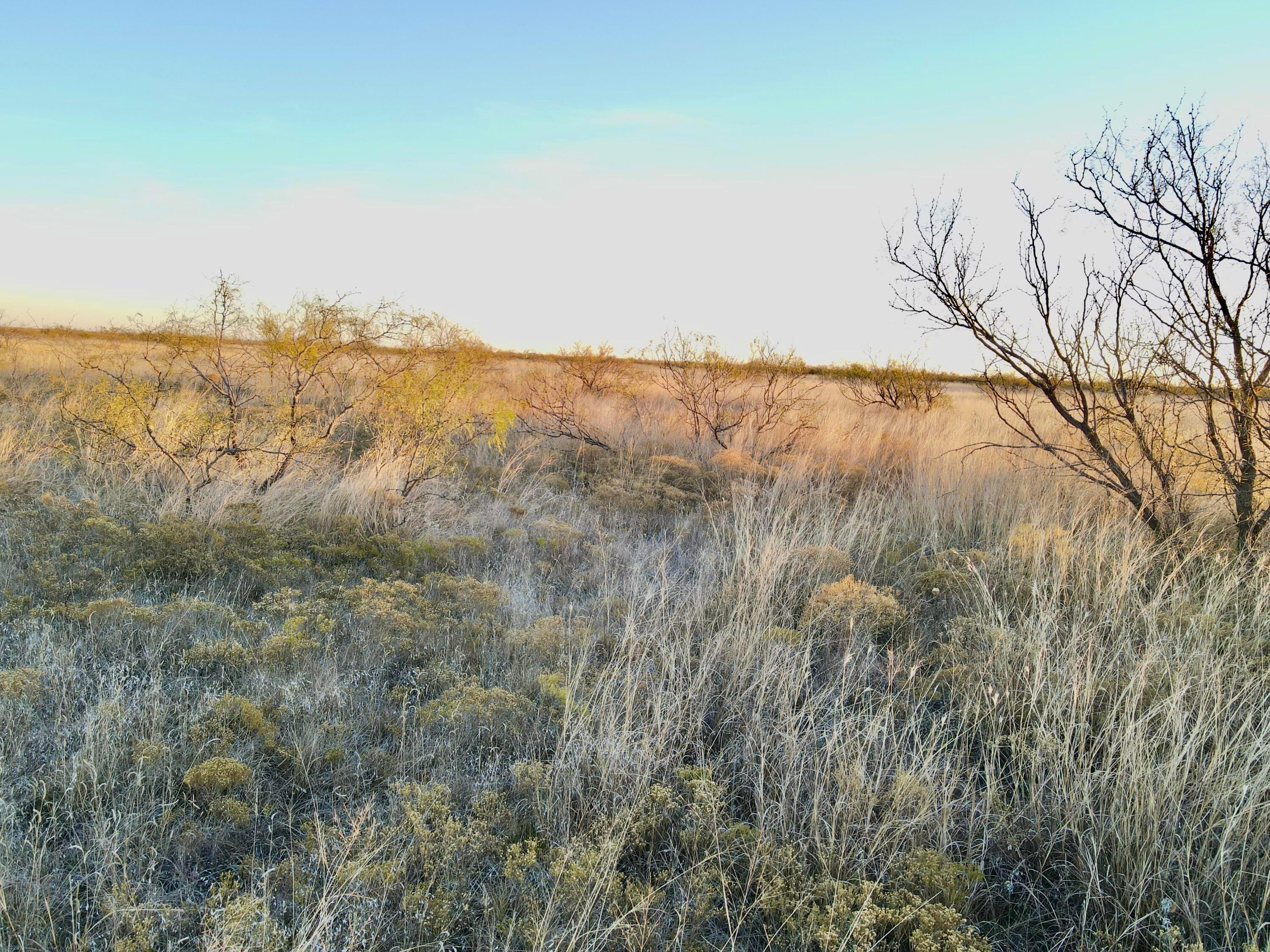 County Road Silverton, TX 79257 - Photo 5 of 25 a view of mountain view with tall trees
