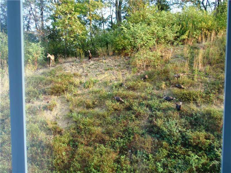 5013 Venice Road Pittsburgh, PA 15209 - Photo 22 of 23 Land/Lot. Bambi and friends visit.