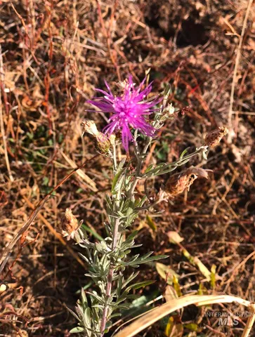 $268,900 | Lot 31 Cross Timber Loop Garden Valley, Garden Valley, ID 83622